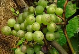 葡萄炭疽病到高發期啦，高清